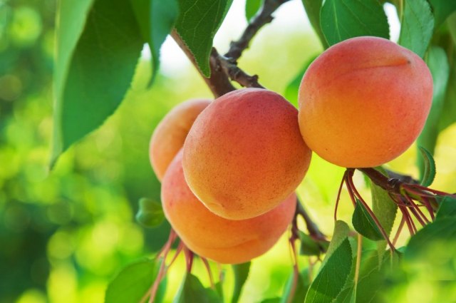 Ovo voće čuva vid, štiti od dijabetesa i srčanih oboljenja